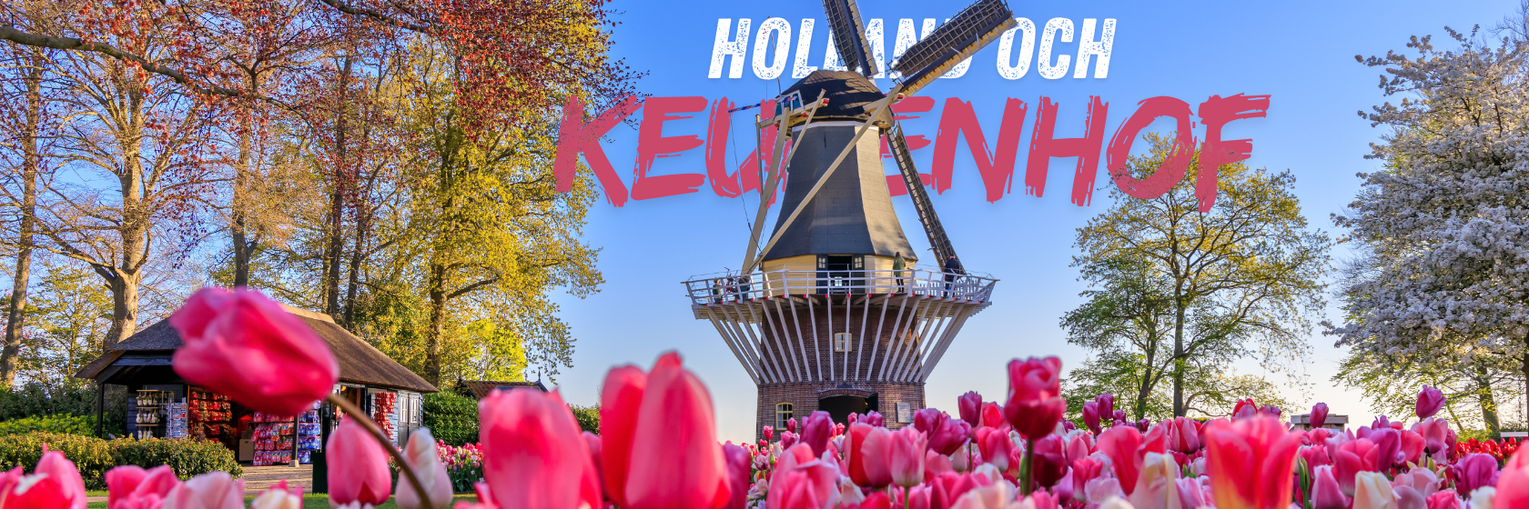 Väderkvarn i en tulpanodling i Holland